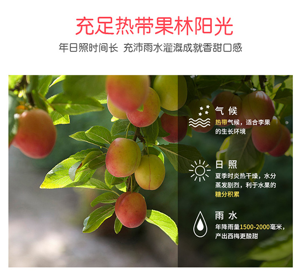 巴瑪熊蜂蜜加應子 (8).jpg