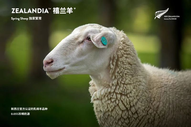 Spring Sheep���dȫ�d����׃��̷�����^(gu��)ע���@�G����CBME05.jpg